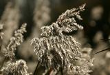 Backlit reed