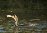 Cormorant having lunch