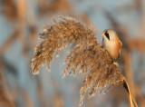 Bearded Tit