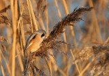 Bearded Tit