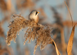 Bearded Tit