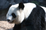 Lun Lun