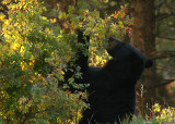 Munching on berries