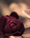 5/13/12 - Melancholy  Rose?<br><font size=3>ds20120512-0041w.jpg</font>