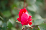 ds20120512-0053w.jpg