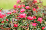 ds20120512-0073w.jpg