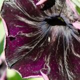 ds20120518-0063w.jpg