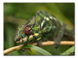 Pantherchamaeleon - Furcifer pardalis  (0559)