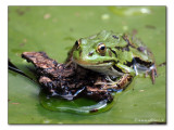 Wasserfrosch / water frog (1282)
