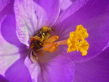 ABEILLE DANS CROCUS ( avril 2011 )