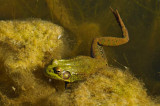 Green frog / GRENOUILLE VERTE