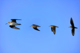 CHEVALIER SOLITAIRE / Tringa solitaria / Solitary Sandpiper