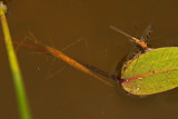 RANATRE BRUNE ( sous leau ) GERRIS (sur leau)