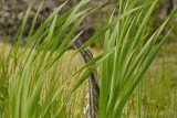 AMERICAN BITTERN / BUTOR DAMERIQUE