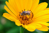 ABEILLE