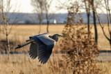 Great blue heron / Grand hron