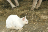 Minou Blanc sous Brown Heaven