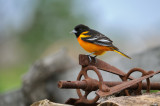 Northern Oriole / Oriole du Nord