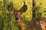 LE CERF DE VIRGINIE ?