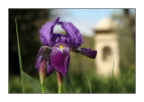 Sping iris