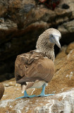 Blue footed booby