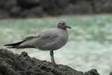 lava Gull