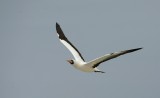 nazca in flight