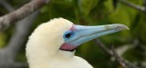 red footed booby chick