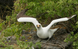 nazca booby