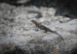 Galapagos Wildlife