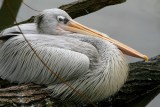 pelican