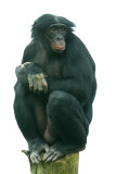 Benobo