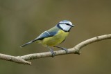 blue tit