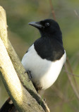 magpie