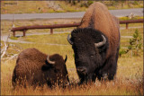 84- Yellowstone National Park Bisons