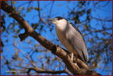 Night Heron