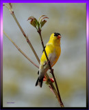 American Goldfinch Male on Dogwood