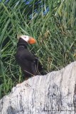 Puffin, Tufted