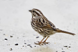 Sparrow, Song IMG_7584.jpg