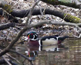 Duck, Wood IMG_8243.jpg