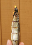 Candelfish 1.jpg