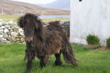 One of 36 wild ponies on South Uist