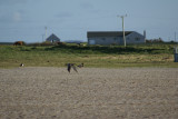 Curlew overtaking a mallard