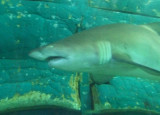 Grey Nurse Shark Sydney Aquarium