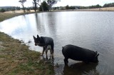 Sam  & Piggy go in pond
