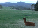 Alpaca relaxing amongst scenery