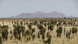 The Olgas from afar