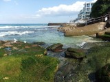 Bondi Beach greenery