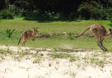 Kangaroos on the beach