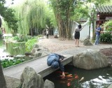 The Chinese Garden of Friendship - time to meet the fish in a very friendly fashion